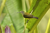 Image. Little Spiderhunter