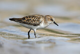 Image. Little Stint
