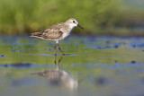 Image. Little Stint