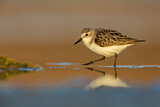 Image. Little Stint