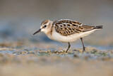 Image. Little Stint