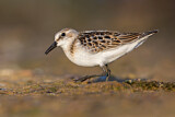 Image. Little Stint