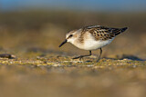 Image. Little Stint