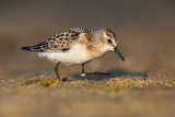 Image. Little Stint