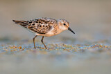 Image. Little Stint