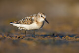 Image. Little Stint