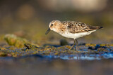 Image. Little Stint