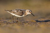 Image. Little Stint