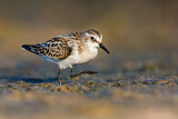 Image. Little Stint