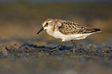 Image. Little Stint