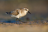 Image. Little Stint