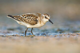 Image. Little Stint