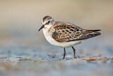 Image. Little Stint