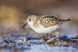Image. Little Stint