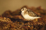 Image. Little Stint