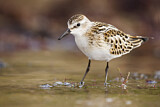Image. Little Stint