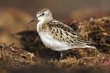 Image. Little Stint