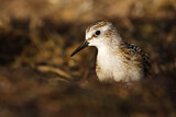 Image. Little Stint