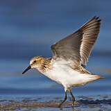 Image. Little Stint