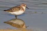 Image. Little Stint