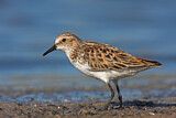 Image. Little Stint