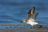 Image. Little Stint