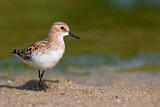 Image. Little Stint
