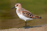 Image. Little Stint