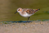 Image. Little Stint