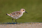 Image. Little Stint