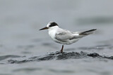 Image. Little Tern