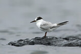 Image. Little Tern