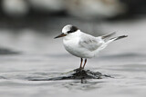 Image. Little Tern