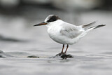 Image. Little Tern