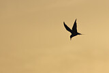 Image. Little Tern