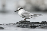 Image. Little Tern
