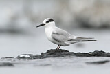 Image. Little Tern