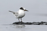 Image. Little Tern