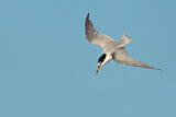 Image. Little Tern