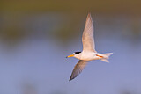 Image. Little Tern