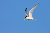 Image. Little Tern