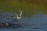 Image. Little Tern