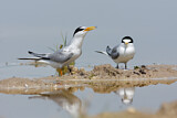 Image. Little Tern