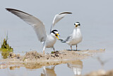 Image. Little Tern