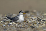 Image. Little Tern