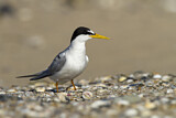 Image. Little Tern