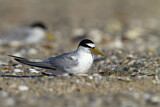 Image. Little Tern