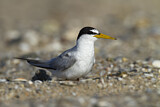 Image. Little Tern