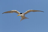 Image. Little Tern