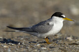 Image. Little Tern